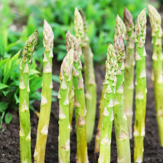 Asparagus Mary Washington Vegetable Seeds-Four Seasons